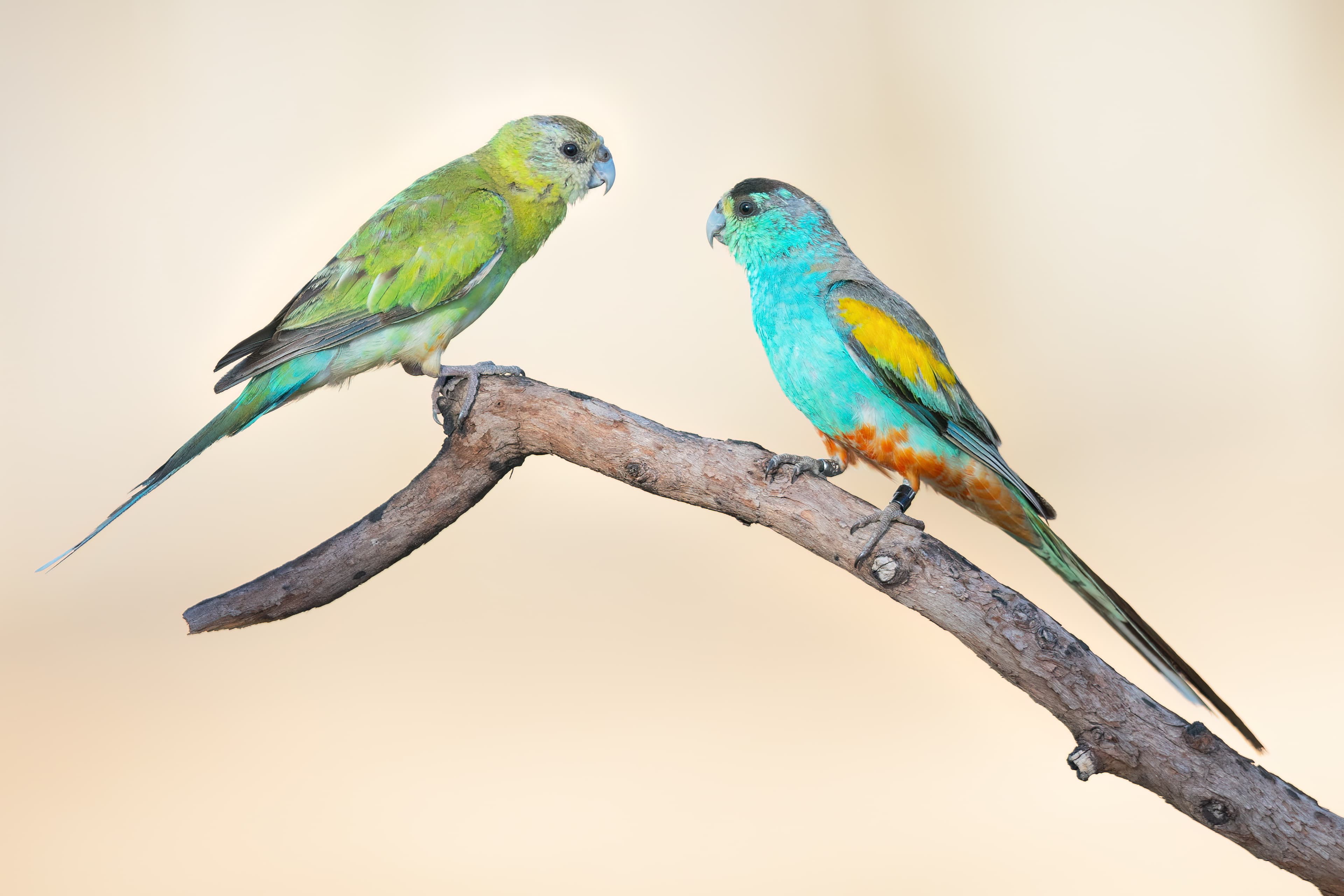Golden-shouldered Parrots
